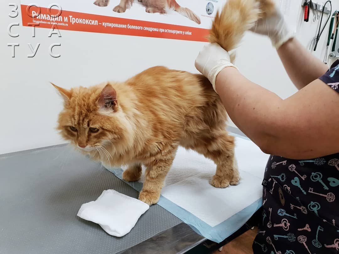 Половое созревание у кошек Фото половое созревание у котов