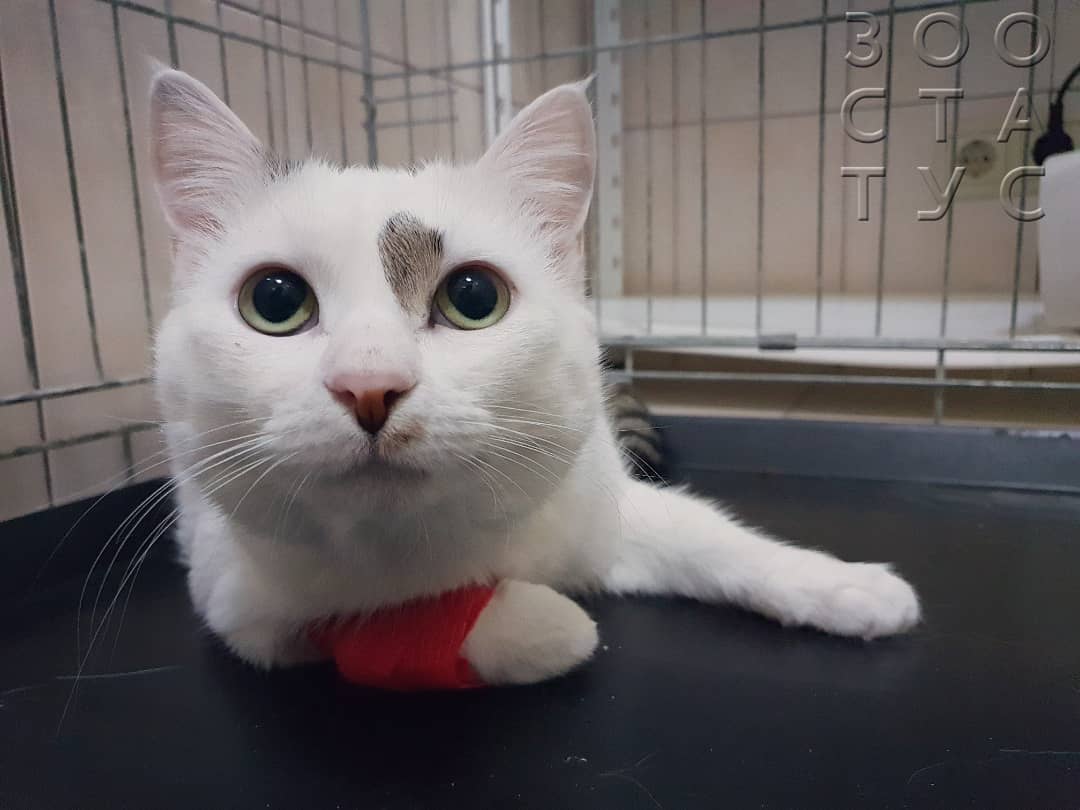 Половое созревание у кошек Фото половое созревание у котов