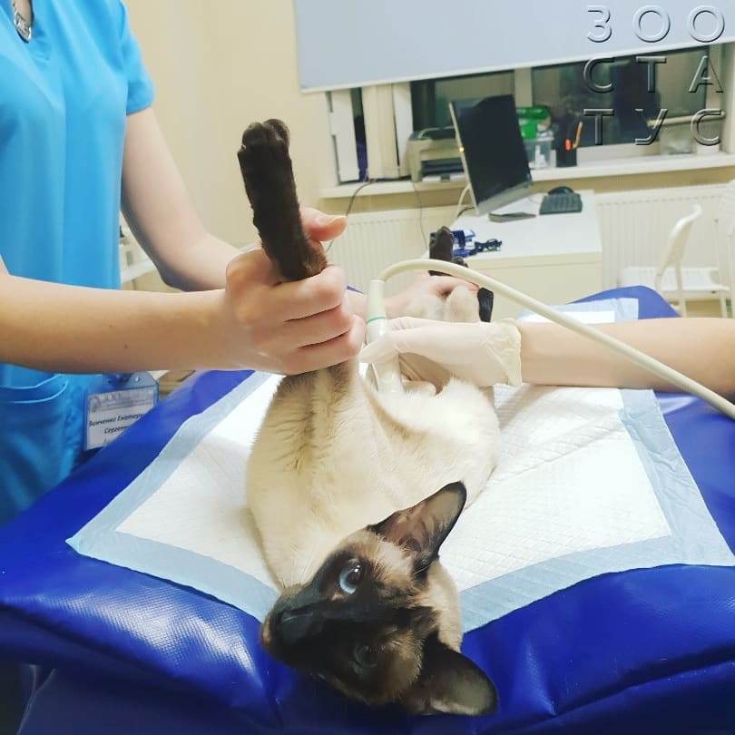 Половое созревание у кошек Фото половое созревание у котов