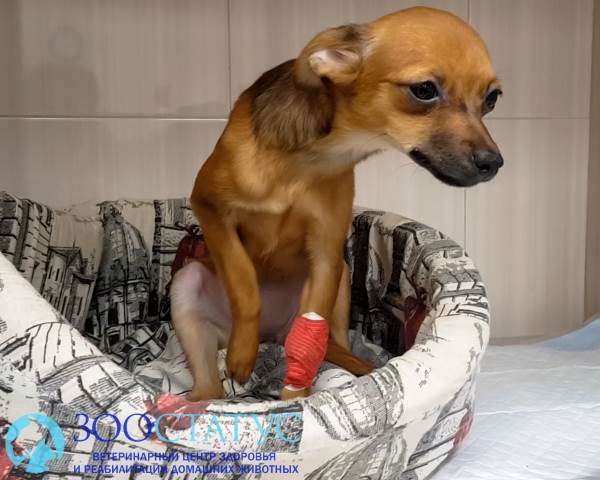 Понос у собак Фото диарея у собак