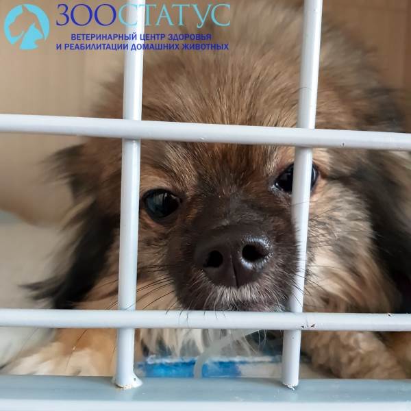 Понос у собак Фото диарея у собак