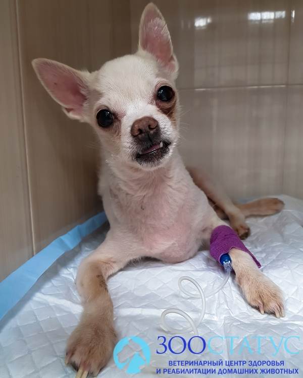 Понос у собак Фото диарея у собак