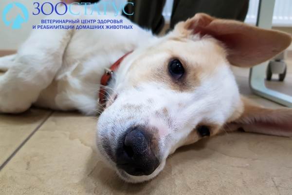 Понос у собак Фото диарея у собак