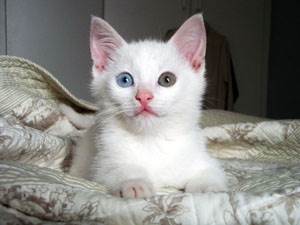 Потеря слуха у кошек Фото