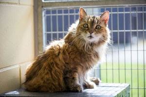 Потеря слуха у кошек Фото