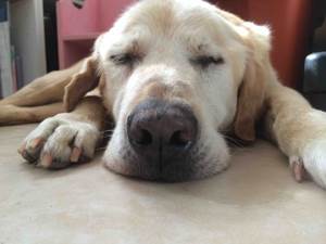 Потеря слуха у собак Фото