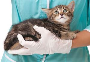 Повышенная глюкоза в крови у кошки Фото