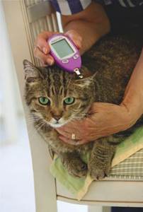Повышенная глюкоза в крови у кошки Фото