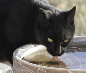 Повышенная жажда у кошек Фото