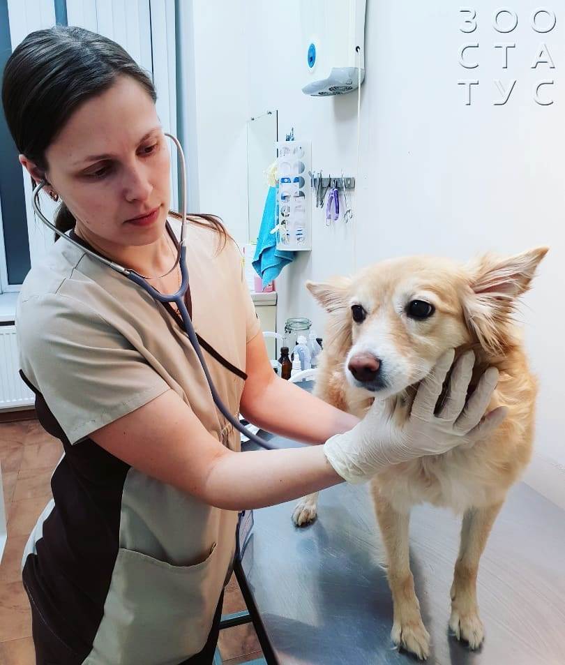 Что делать если собака повредила коготь Фото повреждения когтя