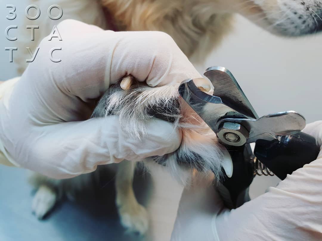 Что делать если собака повредила коготь Фото повреждения когтя