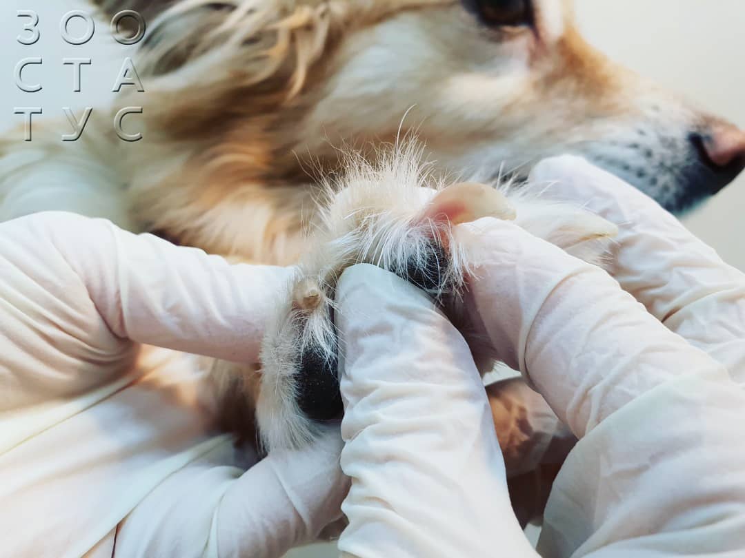 Что делать если собака повредила коготь Фото повреждения когтя