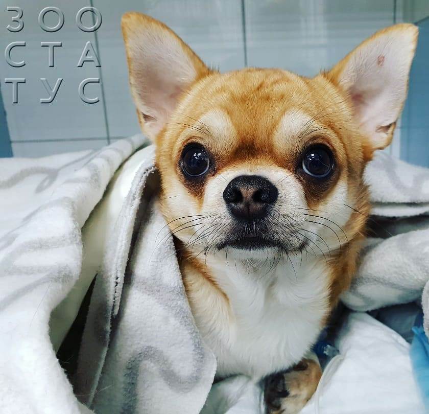 Повышенная щелочная фосфатаза у собак Фото повышенная ЩФ у собак