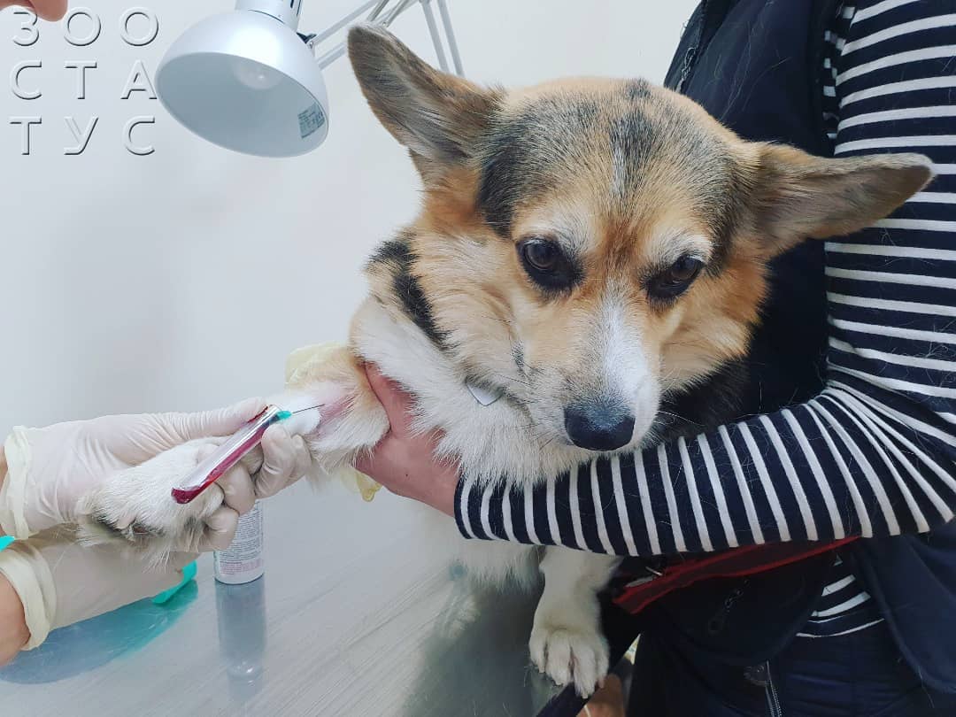 Повышенная щелочная фосфатаза у собак Фото повышенная ЩФ у собак