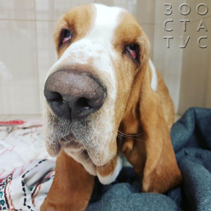 Повышенная щелочная фосфатаза у собак Фото повышенная ЩФ у собак