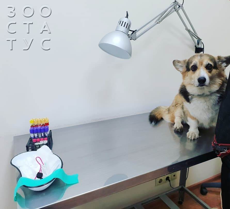 Повышенная щелочная фосфатаза у собак Фото повышенная ЩФ у собак