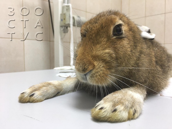 Прием ратолога, специалиста по экзотам
Фото Прием радонтолога, герпетолога