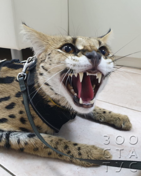 Прием ратолога, специалиста по экзотам
Фото Прием радонтолога, герпетолога