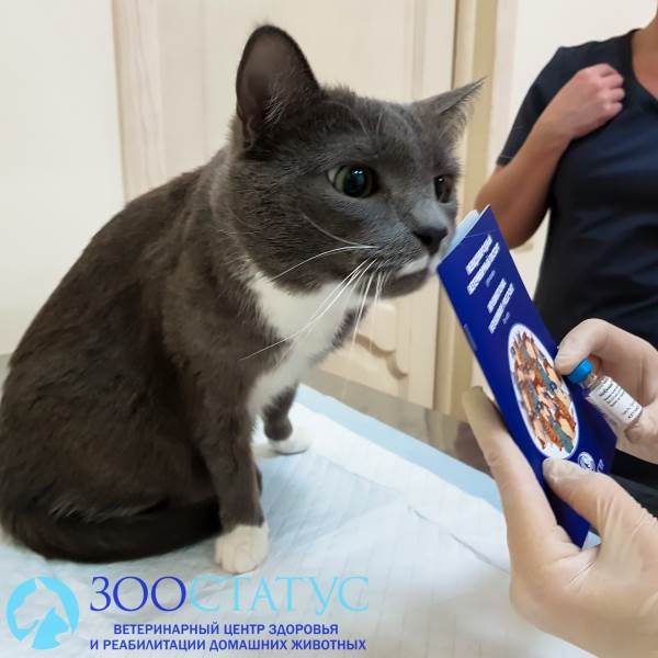 Прививка от бешенства кошке Фото вакцинация от бешенства кошек