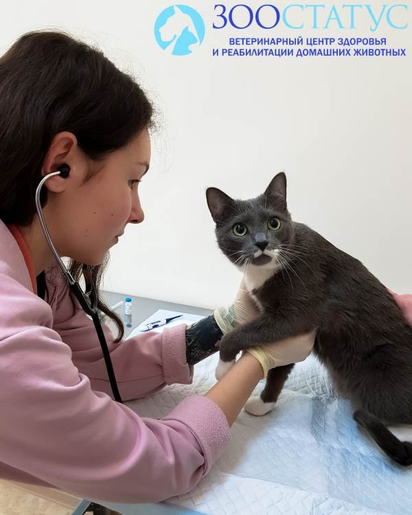 Вакцинация от бешенства Фото прививка от бешенства кошке