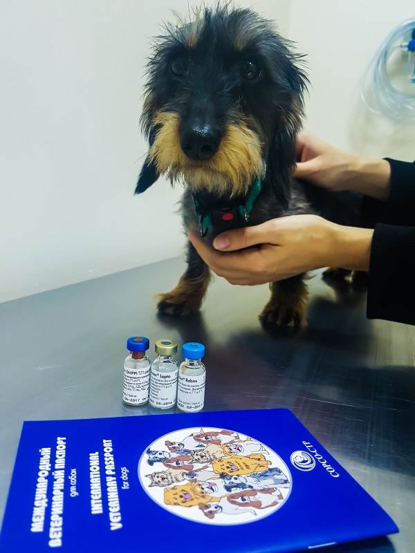 Первая прививка щенку Фото