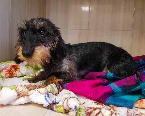 Первая прививка щенку Фото