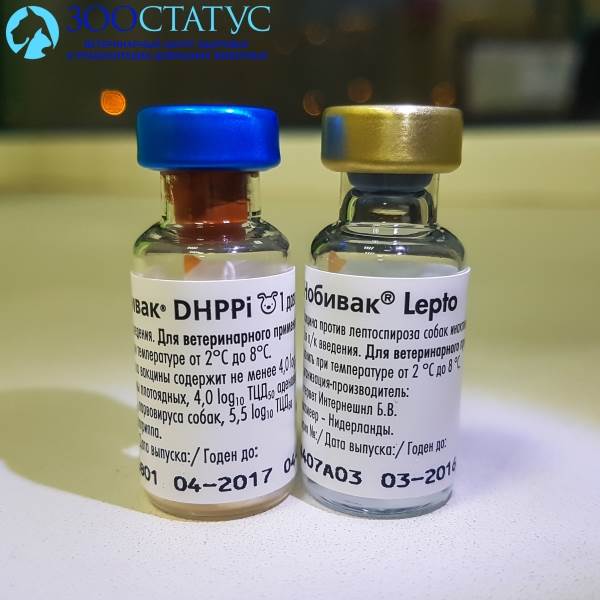 Первая прививка щенку Фото