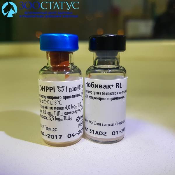 Первая прививка щенку Фото