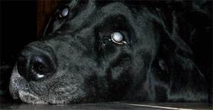 Прогрессирующая атрофия сетчатки у собак Фото