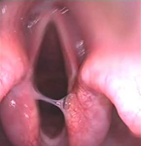 У собаки пропал голос Фото