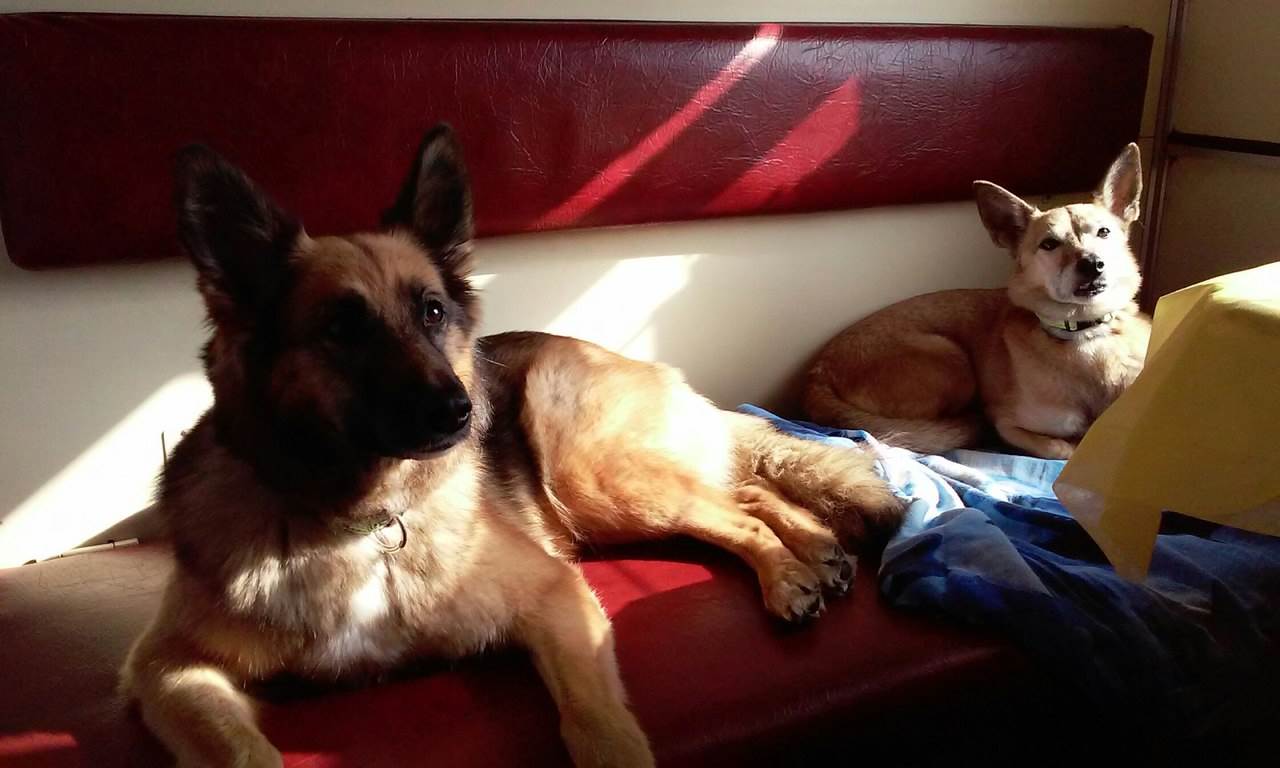 Как путешествовать с животными Фото