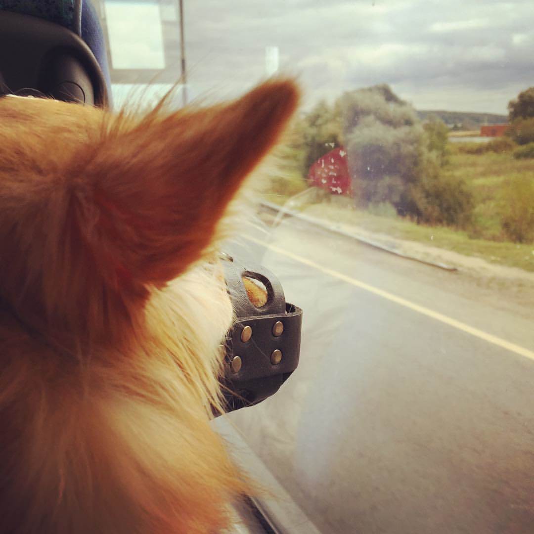 Как путешествовать с животными Фото