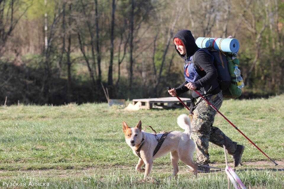 Как путешествовать с животными Фото