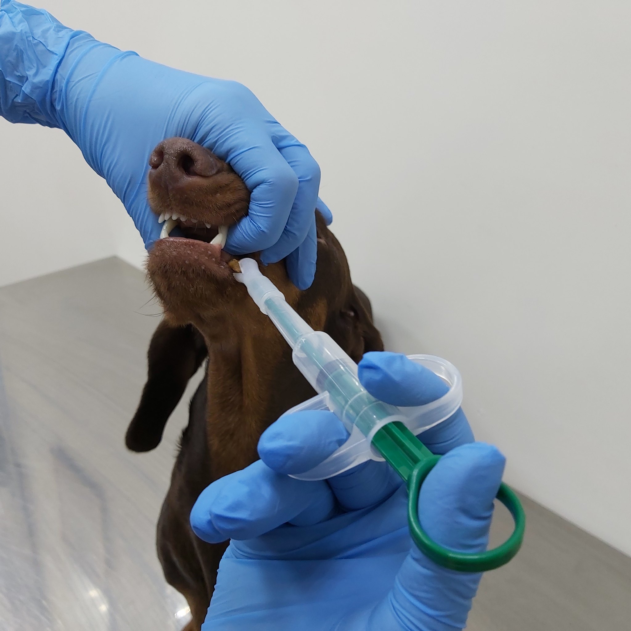 как дать таблетку собак Фото пероральная дача препарата животным