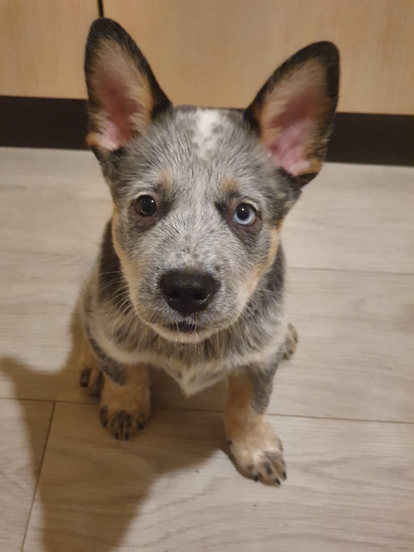 как дать таблетку собак Фото пероральная дача препарата животным