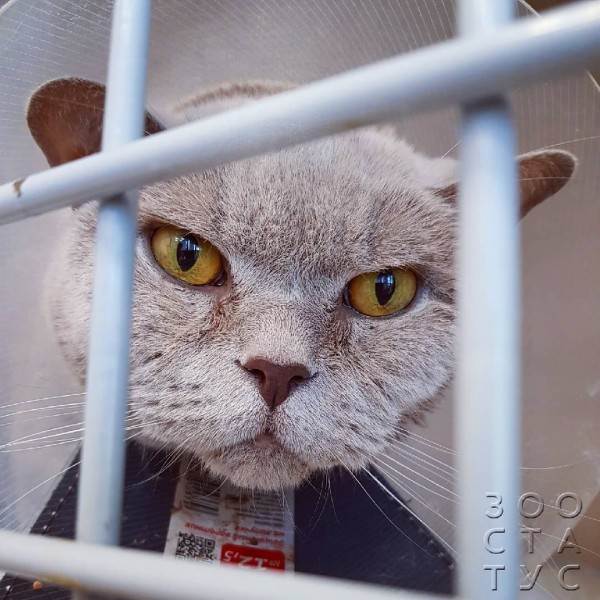 как дать таблетку собак Фото пероральная дача препарата животным