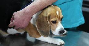 пиометра у собак и кошек Фото