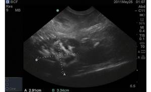 пиометра у собак и кошек Фото