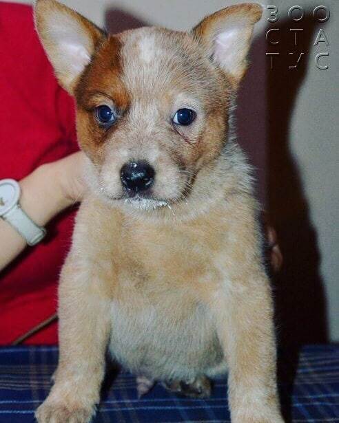 Рахит у собак и кошек Фото рахит и алиментарный гиперпаратиреоз у кошек и собак