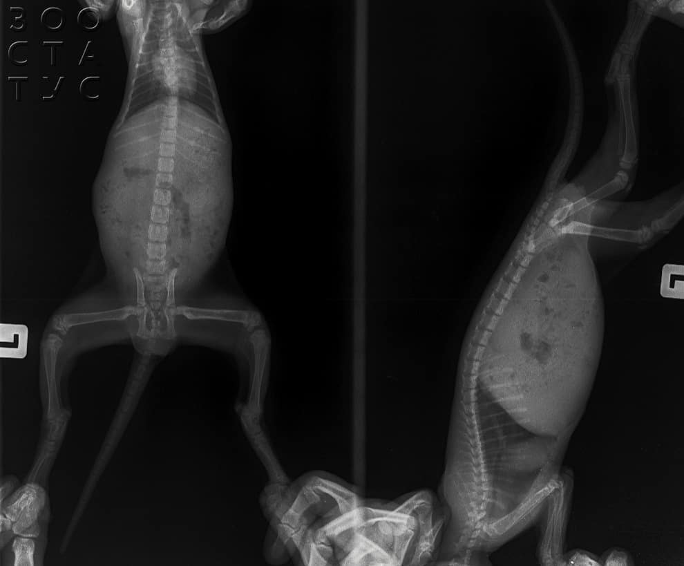 Рахит у собак и кошек Фото рахит и алиментарный гиперпаратиреоз у кошек и собак