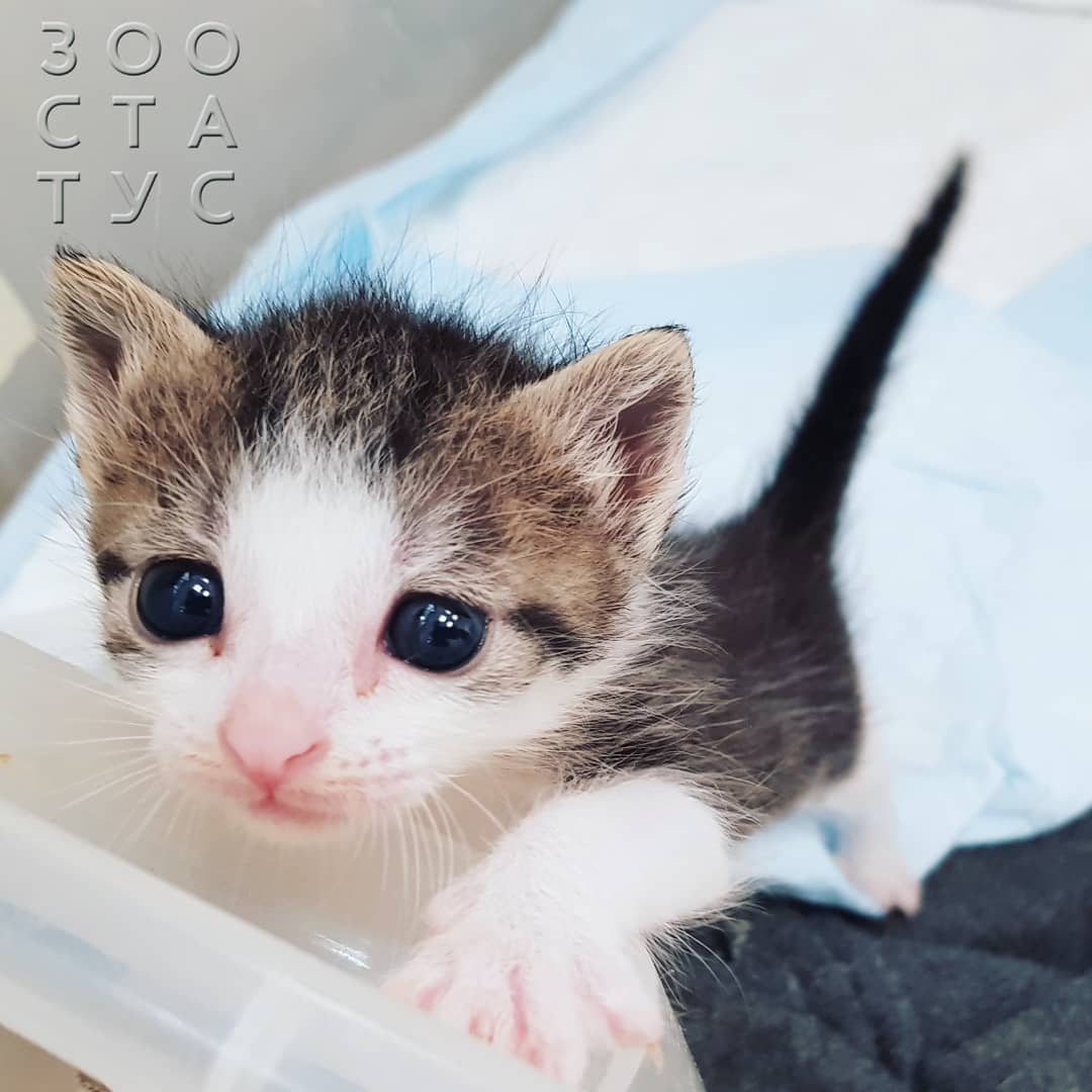 Рахит у собак и кошек Фото рахит и алиментарный гиперпаратиреоз у кошек и собак