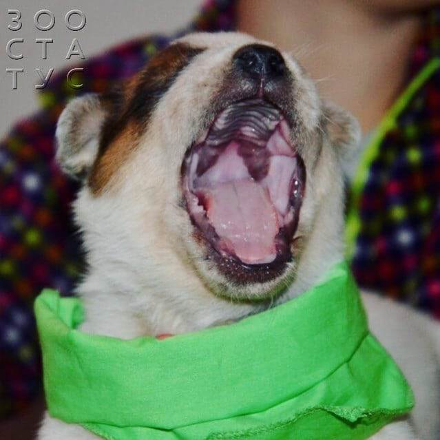 Рахит у собак и кошек Фото рахит и алиментарный гиперпаратиреоз у кошек и собак