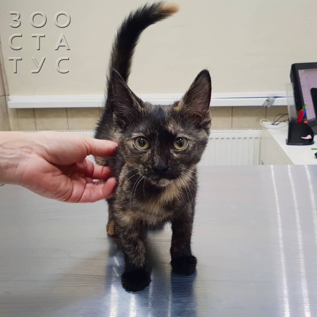 Рахит у собак и кошек Фото рахит и алиментарный гиперпаратиреоз у кошек и собак