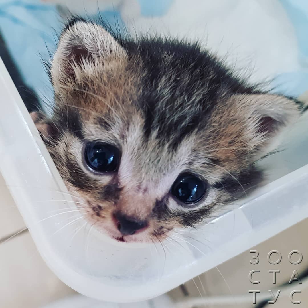 Рахит у собак и кошек Фото рахит и алиментарный гиперпаратиреоз у кошек и собак