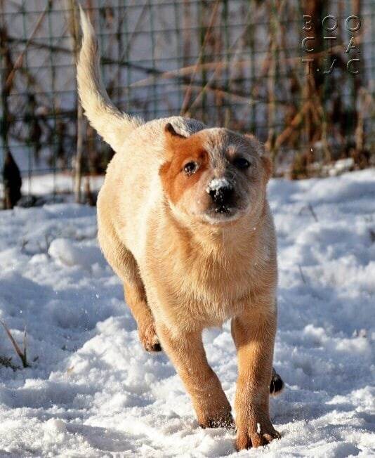 Рахит у собак и кошек Фото рахит и алиментарный гиперпаратиреоз у кошек и собак