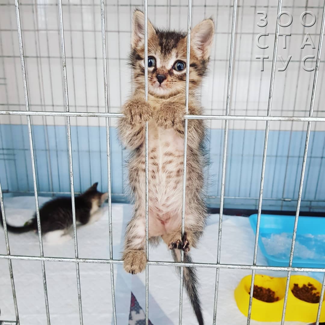 Рахит у собак и кошек Фото рахит и алиментарный гиперпаратиреоз у кошек и собак