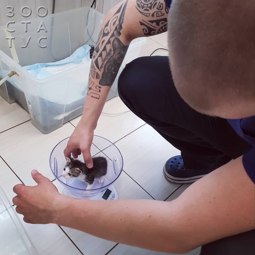 Рахит у собак и кошек Фото рахит и алиментарный гиперпаратиреоз у кошек и собак