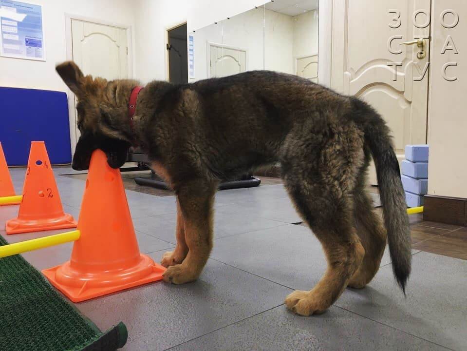 Рахит у собак и кошек Фото рахит и алиментарный гиперпаратиреоз у кошек и собак