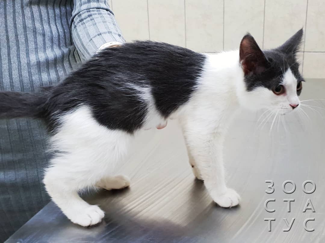 Рахит у собак и кошек Фото рахит и алиментарный гиперпаратиреоз у кошек и собак