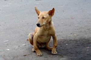 Рахит у собак Фото